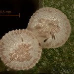 Cerastis rubricosa - Mora červenosivá 11-27-48vs