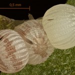 Cerastis rubricosa - Mora červenosivá 14-50-25vs