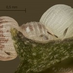 Cerastis rubricosa - Mora červenosivá 14-59-48vs