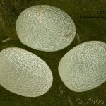 Chloroclysta siterata - Piadivka lipová 09-42-03v