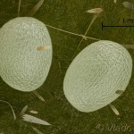 Chloroclysta siterata - Piadivka lipová 14-09-47v