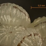 Colocasia coryli - Mramorovka sivá 09-59-21vs