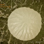 Colocasia coryli - Mramorovka sivá 12-47-01vs