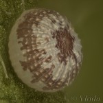 Conistra rubiginea - Mora škvrnkatá 20-56-12v