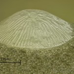 Craniophora ligustri - Mramorovka vtáčizobová 14-13-24v