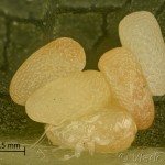 Cyclophora annularia - Piadica javorová 10-26-32v