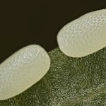 Cyclophora annularia - Piadica javorová 10-49-13v