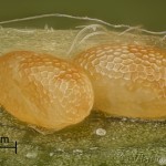 Cyclophora annularia - Piadica javorová 20-16-24v