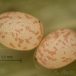 Ecliptopera silaceata - Piadivka hnedohlavá 10-01-10vs