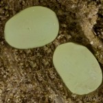 Ectropis crepuscularia - Kôrovka orlíčková 13-07-05v