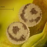 Elaphria venustula - Sivkavec pôvabný 13-26-11v