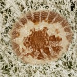 Eucarta virgo - Sivkavec fialový 19-45-01v