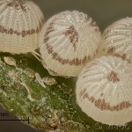 Hoplodrina ambigua - Sivkavec žltosivý 17-01-52v