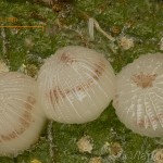 Hoplodrina ambigua - Sivkavec žltosivý 17-13-00 v