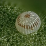 Hoplodrina ambigua - Sivkavec žltosivý 19-55-58v