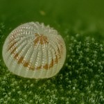 Hoplodrina ambigua - Sivkavec žltosivý 20-08-24v