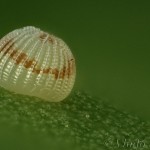 Hoplodrina ambigua - Sivkavec žltosivý 20-26-50v