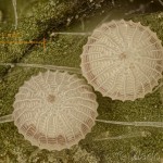 Hoplodrina octogenaria cf - Sivkavec hviezdicový 08-14-10v