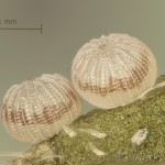 Hoplodrina octogenaria cf - Sivkavec hviezdicový 09-02-00v