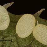 Hydria cervinalis - Piadivka jelenia 09-00-26v