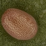 Hypoxystis pluviaria - Listnatka kručinková 17-47-56v