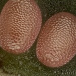 Hypoxystis pluviaria - Listnatka kručinková 18-13-24v