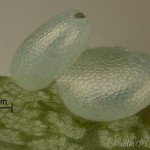 Lobophora halterata - Piadivka topoľová 19-49-16v