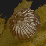 Lycophotia porphyrea - Mora pruhovaná 20-06-55v