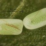 Lythria purpuraria - Piadivka purpurová 10-25-44vs