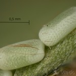 Lythria purpuraria - Piadivka purpurová 11-57-31vs