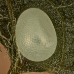 Mesoleuca albicillata - Piadivka malinová 11-06-47v