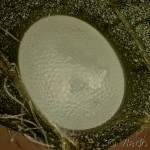 Mesoleuca albicillata - Piadivka malinová 11-51-58v