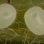 Mesoleuca albicillata - Piadivka malinová 17-36-17v