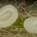 Mesoleuca albicillata - Piadivka malinová 18-04-37v