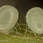Mesoleuca albicillata - Piadivka malinová 18-29-00v