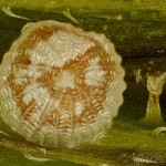 Phlogophora meticulosa - Sivkavec mramorovaný 11-01-23v