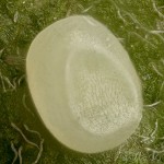 Plagodis pulveraria - Listnatka vŕbová 10-42-41v