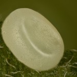 Plagodis pulveraria - Listnatka vŕbová 13-52-31v