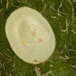 Plagodis pulveraria - Listnatka vŕbová 14-28-07v