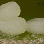 Plagodis pulveraria - Listnatka vŕbová 23-14-56v