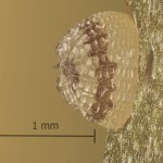 Pseudeustrotia candidula - Morička jasnobiela 11-52-13v