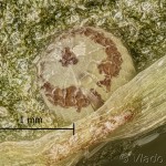 Pseudeustrotia candidula - Morička jasnobiela 21-14-26v