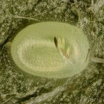 Pseudopanthera macularia - Listnatka hluchavková 11-05-06v