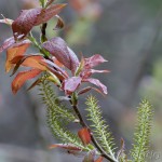 Salix salesiaca - Vŕba slieszka 23-30-40