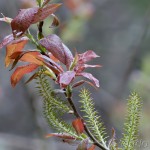 Salix salesiaca - Vŕba slieszka 23-30-40