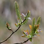 Salix salesiaca - Vŕba slieszka 23-33-31