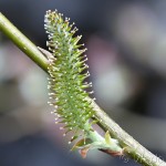 Salix salesiaca - Vŕba slieszka 23-34-28