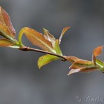 Salix salesiaca - Vŕba slieszka 23-35-46