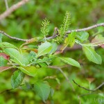 Salix salesiaca - Vŕba slieszka IMG_1083