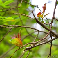 Salix salesiaca - Vŕba slieszka IMG_1131